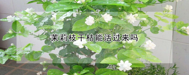 茉莉枝幹枯能活過來嗎