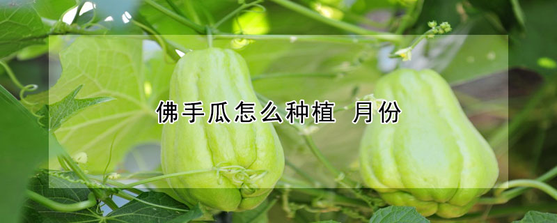 佛手瓜怎麼種植 月份