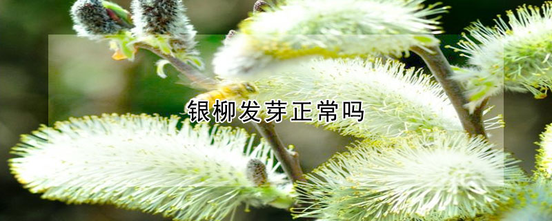 銀柳發芽正常嗎