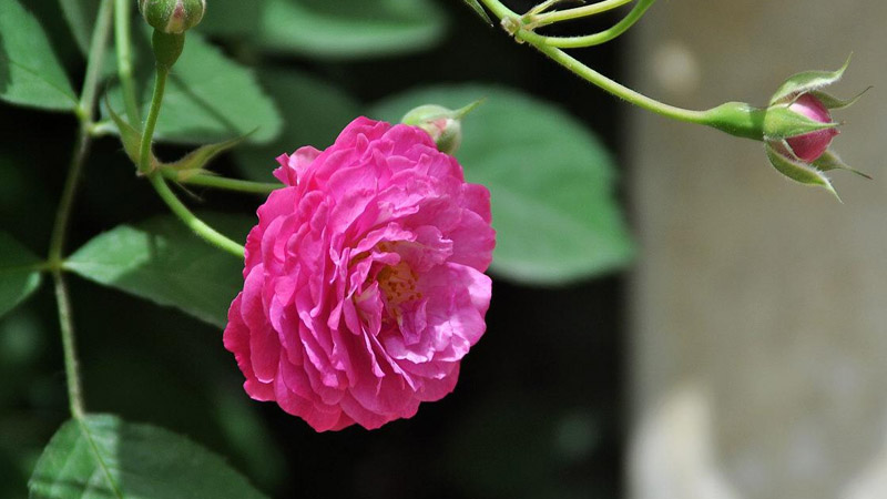 薔薇花怎麼種植方法