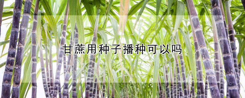 甘蔗用種子播種可以嗎