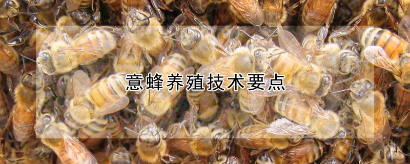 意蜂養殖技術要點