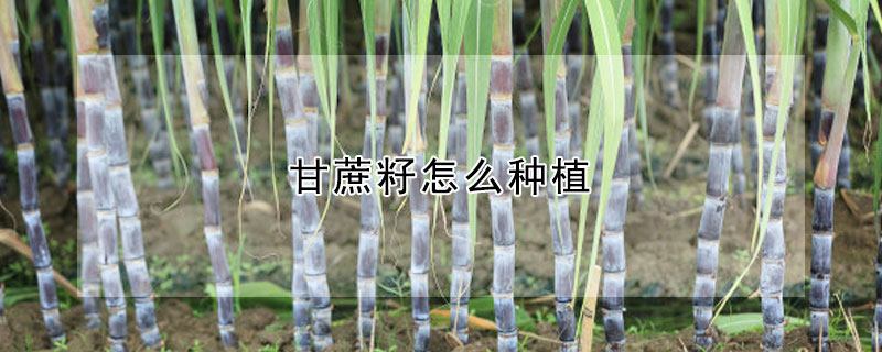 甘蔗籽怎麼種植