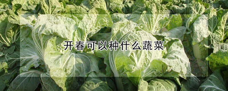 開春可以種什麼蔬菜