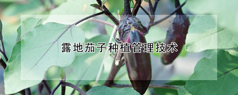 露地茄子種植管理技術