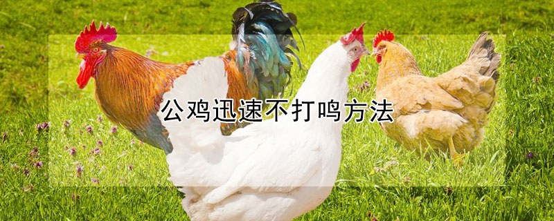 公雞迅速不打鳴方法