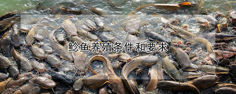 鯰魚養殖條件和要求