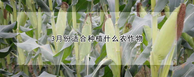 3月份適合種植什麼農作物