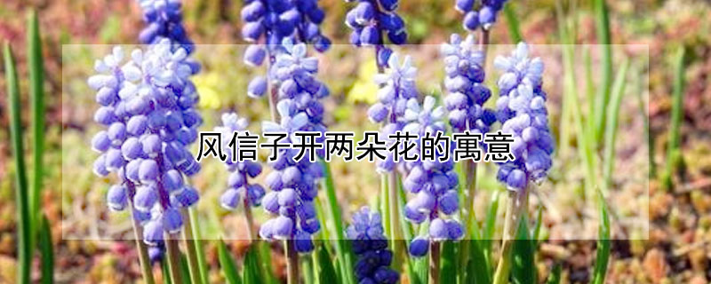 風信子開兩朵花的寓意