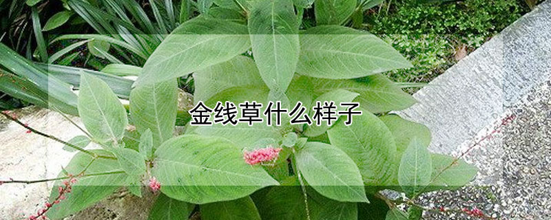 金線草什麼樣子