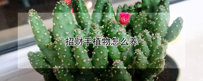 招財手植物怎麼養