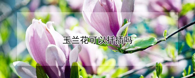 玉蘭花可以扡插嗎