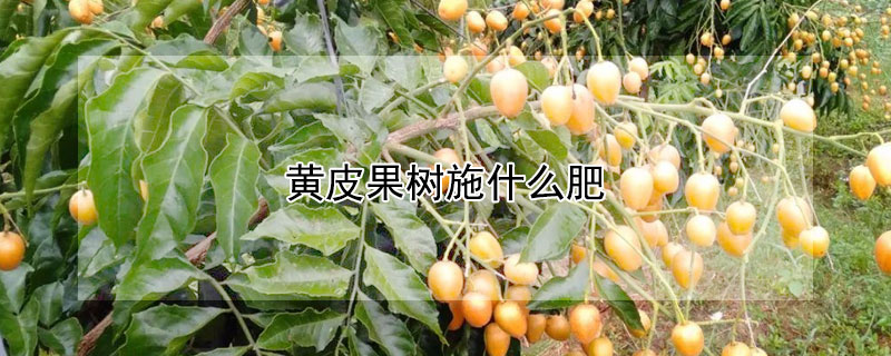 黃皮果樹施什麼肥