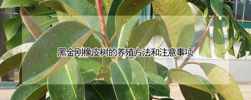 黑金剛橡皮樹的養殖方法和注意事項