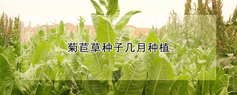 菊苣草種子幾月種植