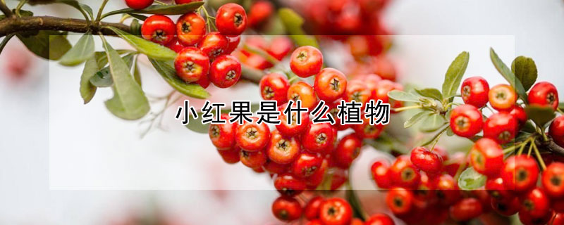 小紅果是什麼植物