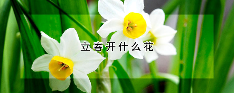 立春開什麼花