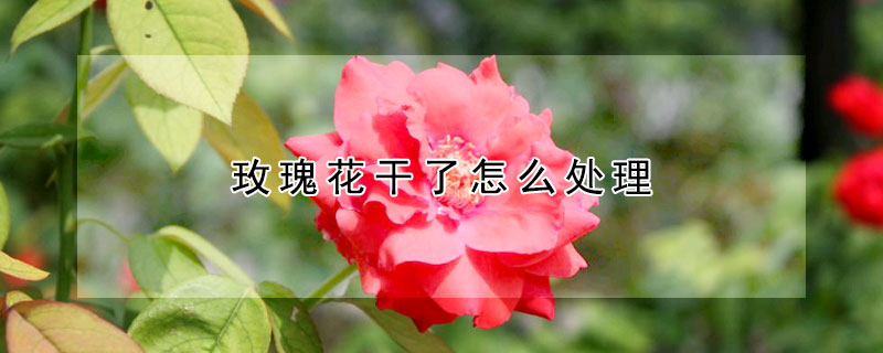 玫瑰花幹了怎麼處理