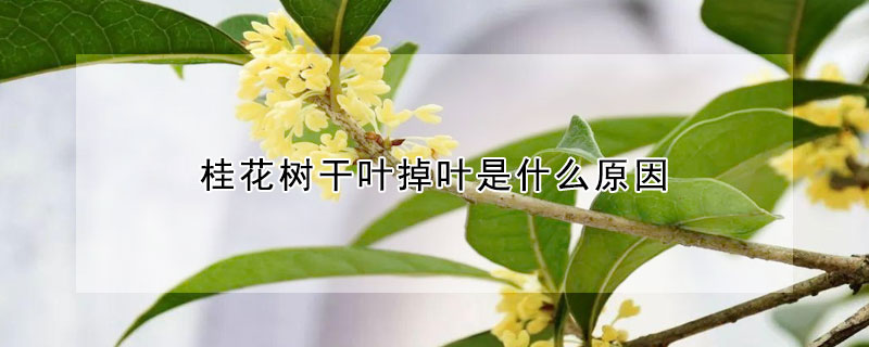 桂花樹幹葉掉葉是什麼原因