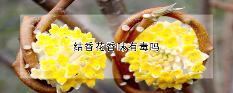 結香花香味有毒嗎