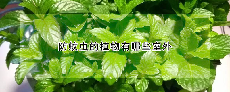 防蚊蟲的植物有哪些室外