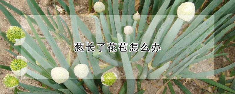 蔥長了花苞怎麼辦