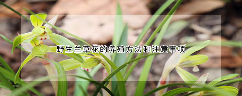 野生蘭草花的養殖方法和注意事項