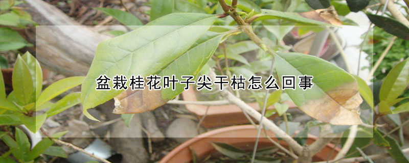 盆栽桂花葉子尖幹枯怎麼回事