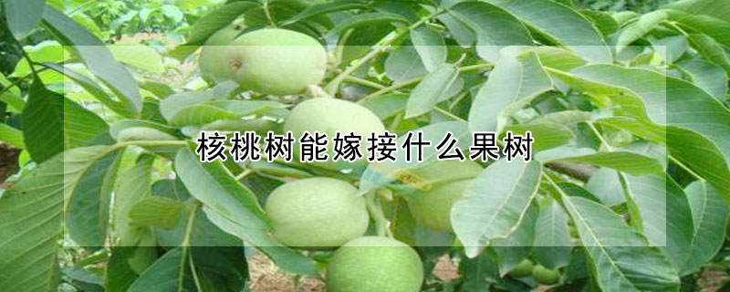 核桃樹能嫁接什麼果樹