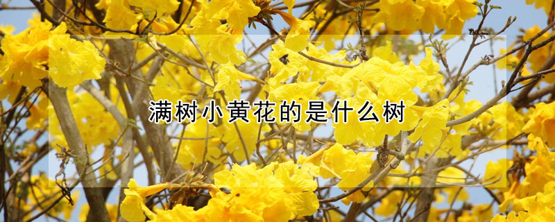 滿樹小黃花的是什麼樹