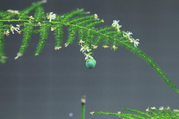 文竹開花了是怎麼回事