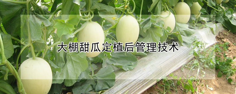 大棚甜瓜定植後管理技術