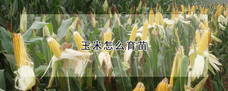 玉米怎麼育苗