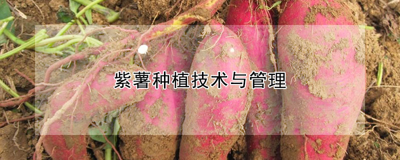 紫薯種植技術與管理