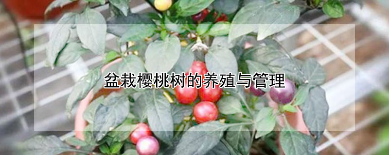 盆栽櫻桃樹的養殖與管理