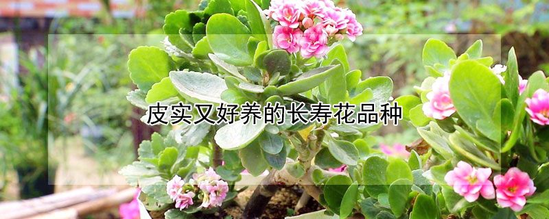 皮實又好養的長壽花品種