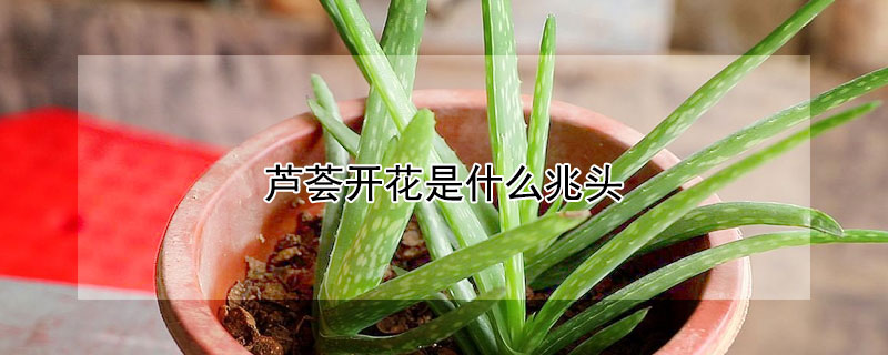 蘆薈開花是什麼兆頭