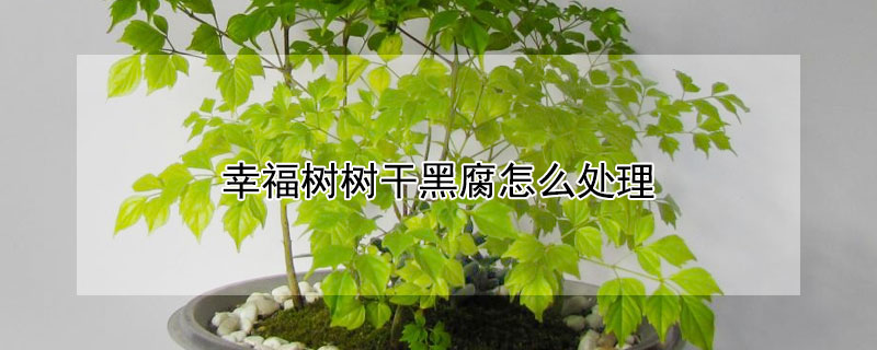 幸福樹樹幹黑腐怎麼處理