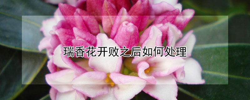 瑞香花開敗之後如何處理