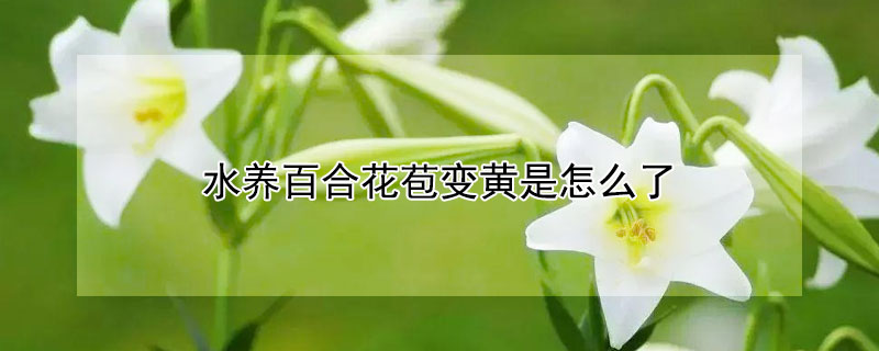 水養百合花苞變黃是怎麼了