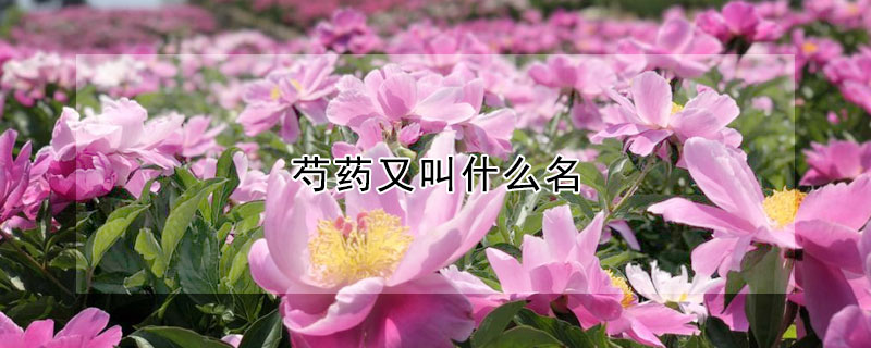 芍藥又叫什麼名