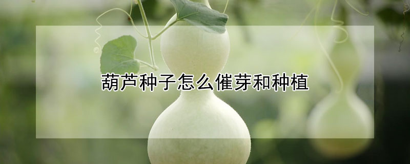 葫蘆種子怎麼催芽和種植