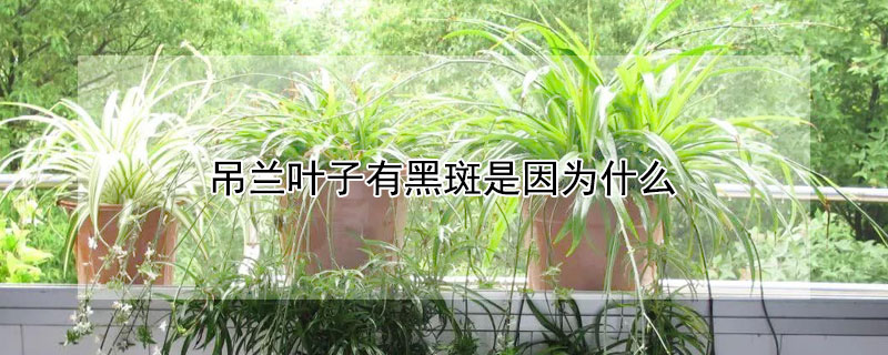 吊蘭葉子有黑斑是因為什麼