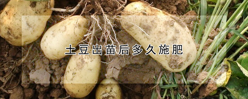 土豆出苗後多久施肥