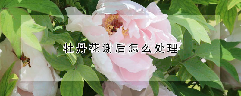 牡丹花謝後怎麼處理