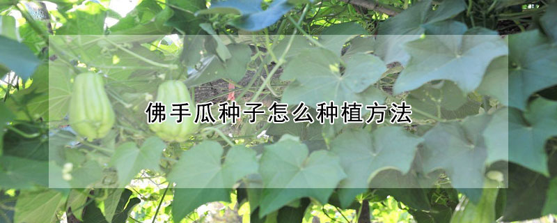 佛手瓜種子怎麼種植方法