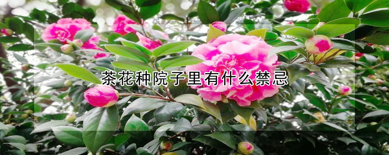 茶花種院子裏有什麼禁忌