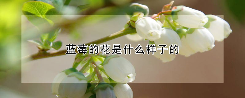 藍莓的花是什麼樣子的