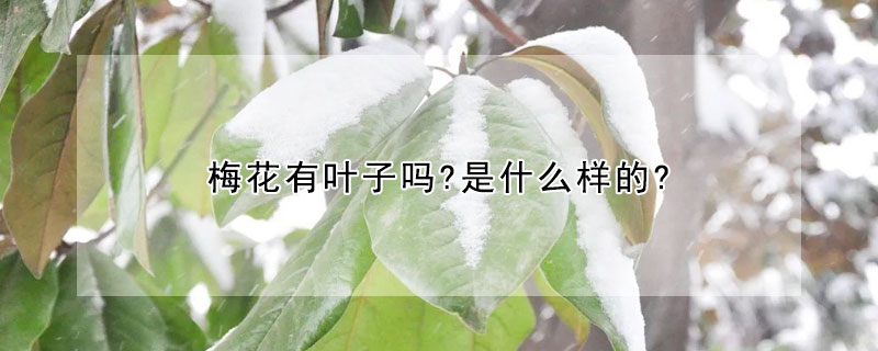 梅花有葉子嗎?是什麼樣的?