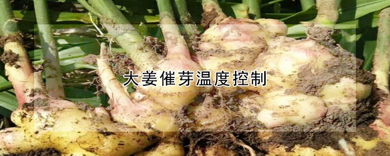 大薑催芽溫度控製